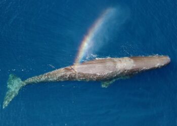 Sperm whale