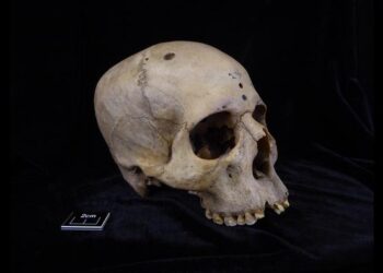 Skull 236
