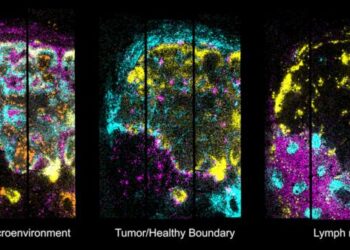 Mapping the boundary between healthy and diseased cells