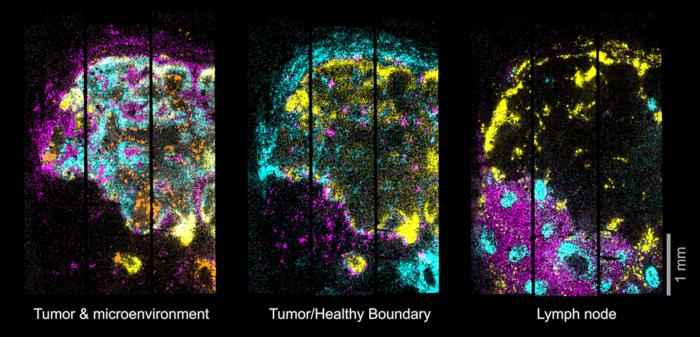 Mapping the boundary between healthy and diseased cells