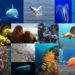 Ocean collage