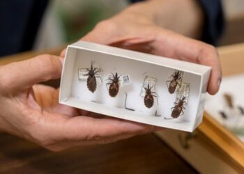 Concerning discovery of kissing bugs