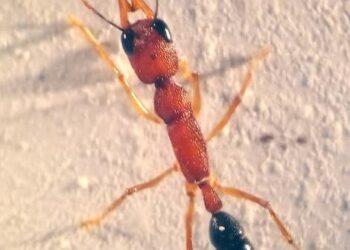 Harpegnathos saltator