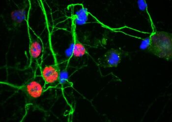 Drugs acting on the MAPK pathway may be effective against ALS