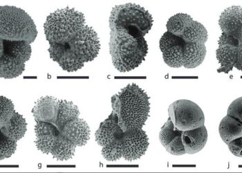 Ancient ocean slowdown warns of future climate chaos