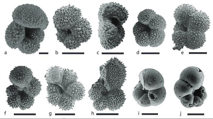 Foraminifera