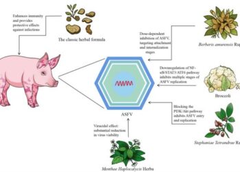 Different pathways associated with the protective effects of traditional Chinese herbs against African swine fever.