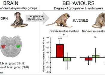 3D MRI cross-section of the brain of a 10-day-old baboon.