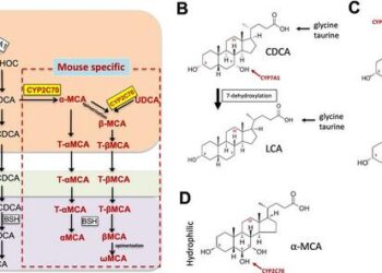 Balancing act between digestion and liver health through bile acids