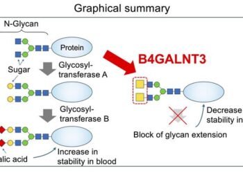 Cartoon of the role of B4GALNT3 enzyme for blocking glycan extension