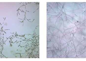 Oomycete, Globisporangium ultimum, on metalaxyl-containing medium