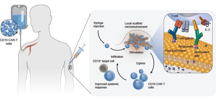 T-cell enhancing scaffold illustration