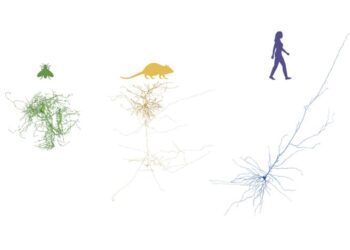 Neurons across organisms
