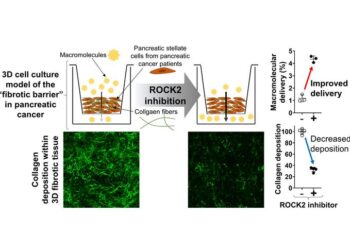 Enhancing macromolecular delivery by ROCK2 inhibition in a 3D pancreatic cancer fibrotic barrier model