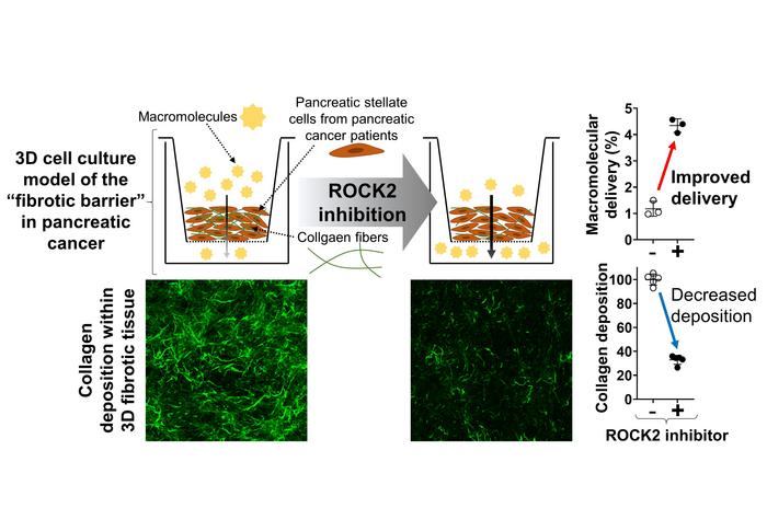 Enhancing macromolecular delivery by ROCK2 inhibition in a 3D pancreatic cancer fibrotic barrier model