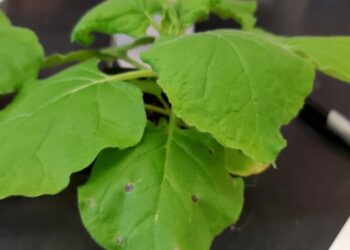 A genetically engineered Nicotiana benthamiana plant