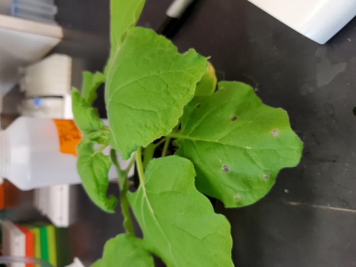 A genetically engineered Nicotiana benthamiana plant