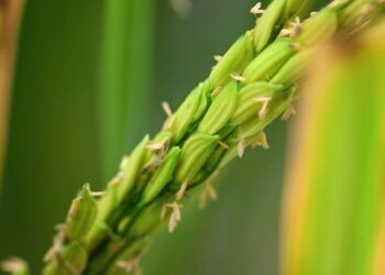 Rice up close