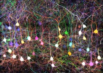 Super-multicolor labelling of neuronal circuits with seven fluorescent proteins