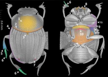 The beetle species Grebennikovius basilewskyi used as a case study