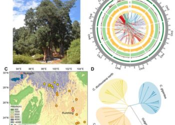 Habit, genomic landscape, geographic sampling, and phylogeny for Cupressus 106 gigantea.