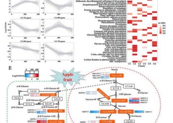 Transcriptome analysis of apple response to different nitrogen levels.