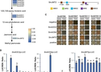Binding of SmMYBs to MeJA biosynthesis-related genes.