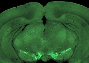 Two-photon microscopy helps researchers to observe brain mesocortical axon terminals (bright green) during a self-initiated lever-press task.