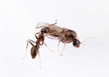 Argentine ant - female + male