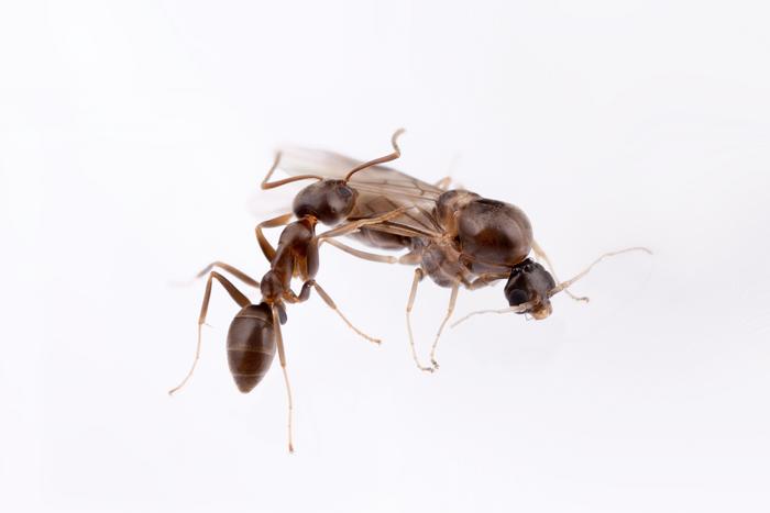 Argentine ant - female + male
