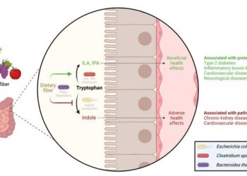 Tryptophan conversion in the large intestine.