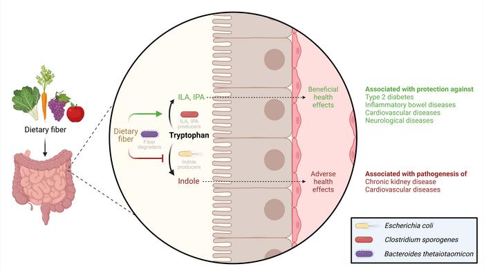 Tryptophan conversion in the large intestine.