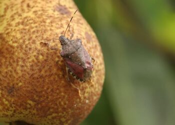 Invasive pest H. Halys