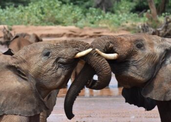 Two juvenile elephants