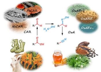 A cyanide free chemoenzymatic cascade for nitrile synthesis.