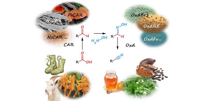 A cyanide free chemoenzymatic cascade for nitrile synthesis.