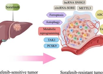 Mechanisms of sorafenib resistance in HCC.