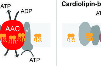 cardiolipin