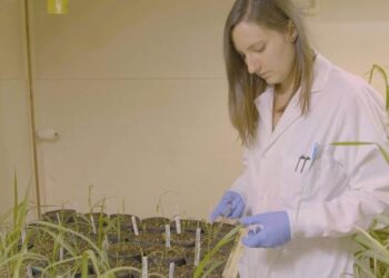 Eleanor Brant collecting leaf samples for molecular analysis of gene edited sugarcane
