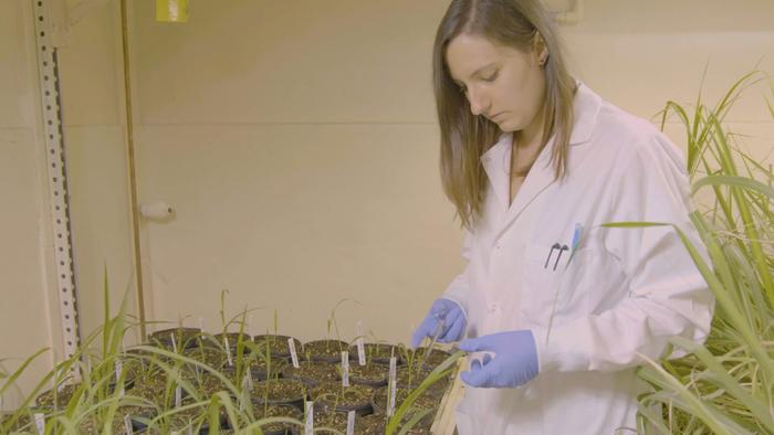 Eleanor Brant collecting leaf samples for molecular analysis of gene edited sugarcane