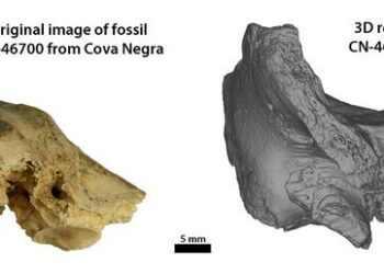 Fossil CN-46700