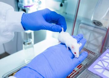Brain development in laboratory mice