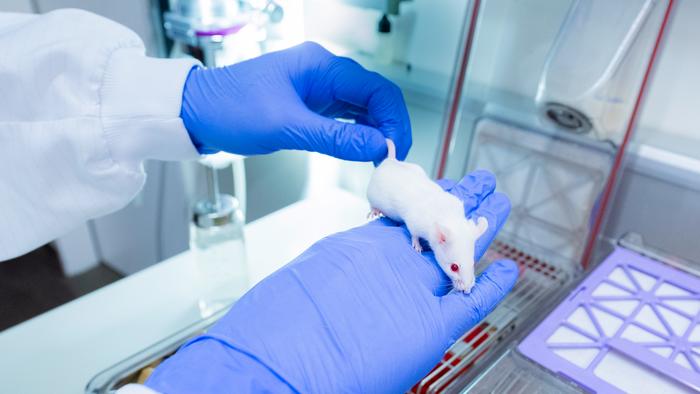 Brain development in laboratory mice
