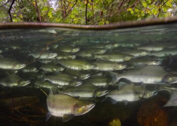 Fish in schools have an easier time swimming in rough waters