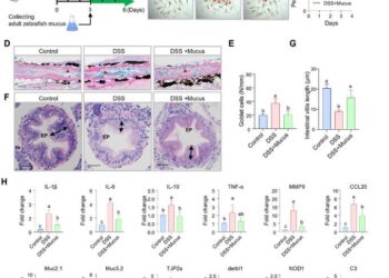 Fish mucus: A form of maternal immunity like mammalian milk