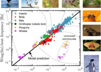 Universal wing- and fin-beat frequency scaling