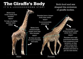 Giraffe neck infographic