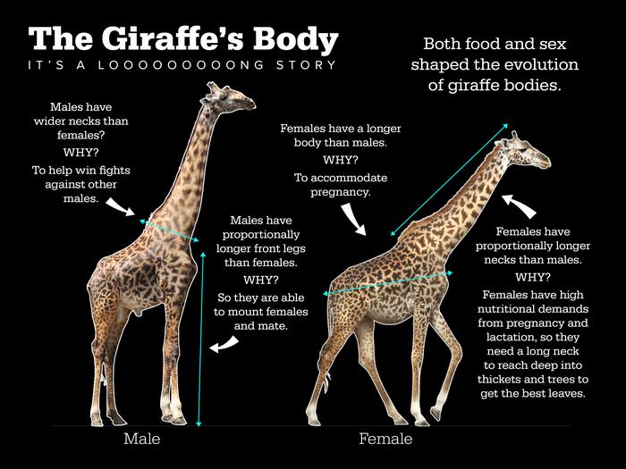 Giraffe neck infographic