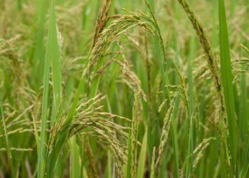 Rice crop