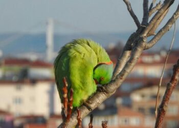 Parrots in the wild in Polish cities